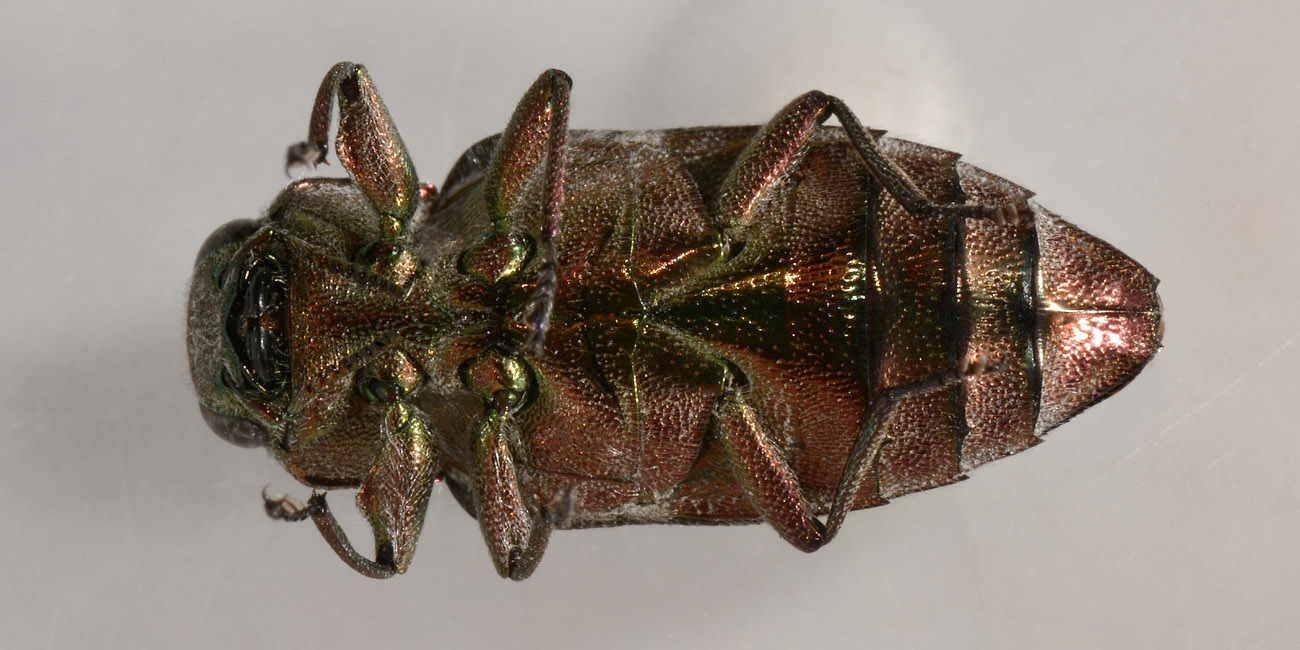 Buprestidae: Chrysobothris affinis